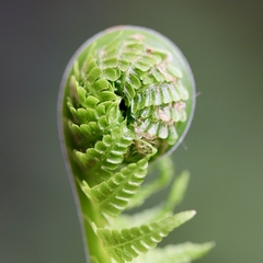 Der Asteroid Juno, Astrologie Seminar von STARconsulting, Wien